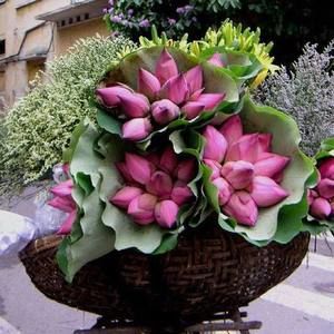 Meet your Posher, Carol